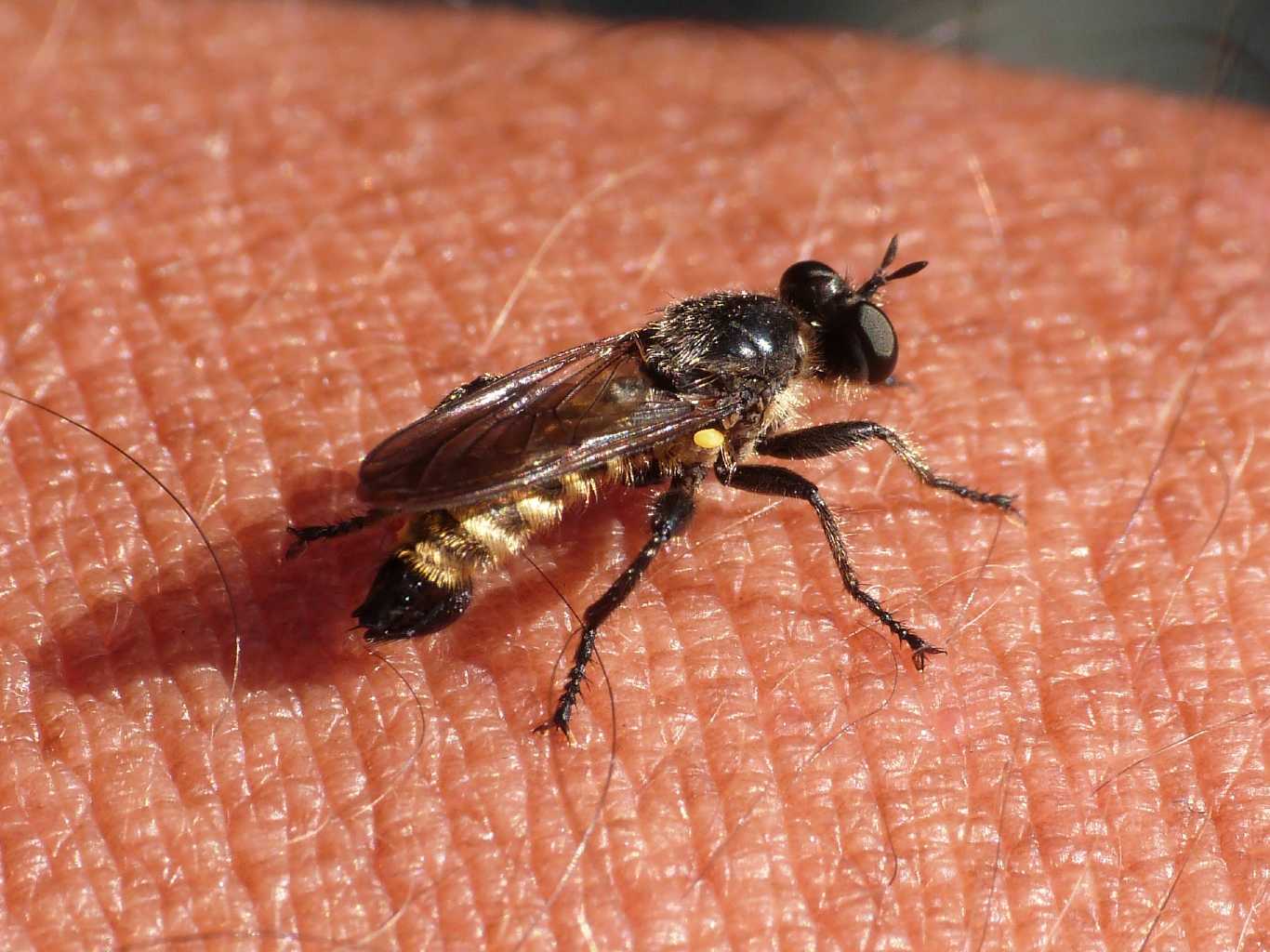 Choerades sp.